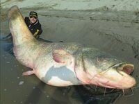 ナマズって 野生 食べれるんですか また調理しなければ死ぬの Yahoo 知恵袋