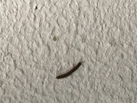 害虫についての質問です 家の周り 東北地方 に添付画像の虫 毛虫の様な ムカデの 教えて 住まいの先生 Yahoo 不動産