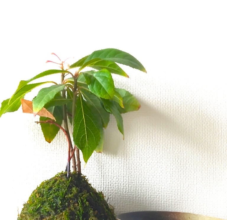 苔玉の万両の葉先が茶色くなった原因をお教えください 写真中央のように葉先が茶色 Yahoo 知恵袋
