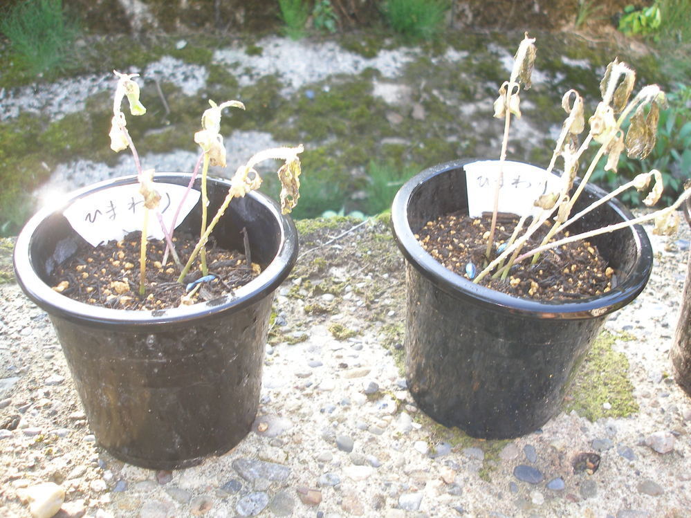 発芽したひまわりがしおれてしまいました土は培養土です液体肥料も撒きました日当た Yahoo 知恵袋