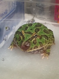 ツノガエルのメスは鳴かないんですか 威嚇などのとき以外は鳴きま Yahoo 知恵袋