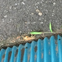 小さな蟹が自然のない場所に出ました サワガニですか 人の住む町ですが Yahoo 知恵袋