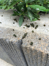 これは何の痕跡でしょうか 生き物のフン 卵 植物の種 教えて 住まいの先生 Yahoo 不動産