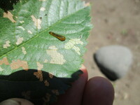 サクランボに下記の写真の害虫がついて葉が食害されて困っています この Yahoo 知恵袋