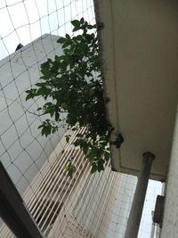 マンションの上の部屋の方がベランダに植物を植えていて困っています 植えるだけな Yahoo 知恵袋
