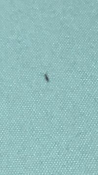 布団の上にたまにこんな虫を見ますこの虫はなんですか ぴょんぴょん飛び Yahoo 知恵袋