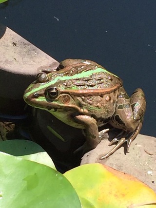 Yahoo!知恵袋家の庭の池にカエルがいたのでトノサマガエルだと思い写真を撮ったのですが、
ネットで画像を調べているとダルマガエルというカエルも存在しているようで、どちらなのかわからなくなってしまい