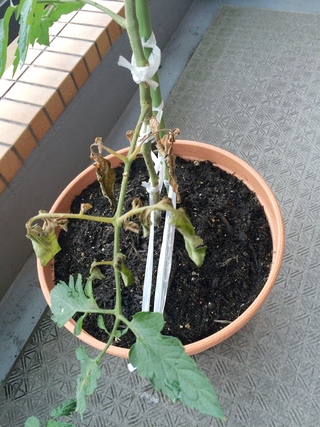 ミニトマトを育てていますが 下から徐々に葉が枯れて来ています 茎も上 Yahoo 知恵袋