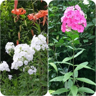 花魁草 おいらんそう 草夾竹桃 くさきょうちくとう フロックス 白い花の Yahoo 知恵袋