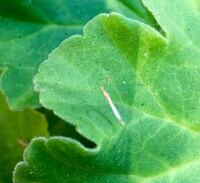 この虫はなんという虫ですか 最近ゼラニウムの葉にたくさんついているのです Yahoo 知恵袋