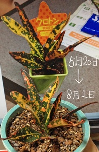 ダイソーでクロトンという観葉植物を購入しました 小さなプラスチックのポットの Yahoo 知恵袋