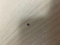 夏 ２ ３ミリの黒い殻の固い虫は何の虫でしょうか Yahoo 知恵袋