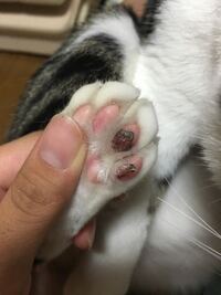 家の猫の肉球がだんだん黒くなってきているのですが Yahoo 知恵袋