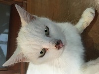 ここ数週間前から猫の鼻が黒くなりました 老猫だからか 病気なのか心配 Yahoo 知恵袋