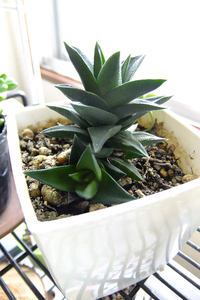 多肉植物の名前を教えてください おそらく ハオルチアの１種だと思います 花もハ Yahoo 知恵袋