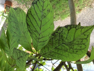 庭のハクモクレンの葉や枝が全体的に黒くなっています 検索したら炭疽病かスス病か Yahoo 知恵袋