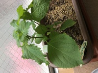 摘芯について教えてください シソの苗を買って植えました 30cmくらいになった Yahoo 知恵袋