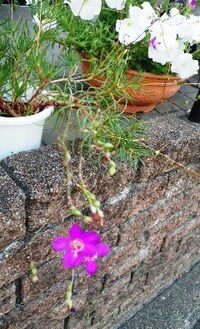 植木鉢から横に垂れるピンク色の小さな花の名前をおしえてください クサハナ Yahoo 知恵袋