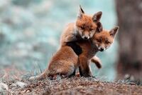 悪魔に仕える動物 Or悪魔に近い存在の動物 ってありますか 空 Yahoo 知恵袋