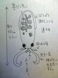 タコって足何本ですか 生物学的には8本 2本の食腕含む ですが Yahoo 知恵袋