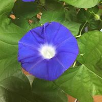 朝顔の一種であるヘブンリーブルーの花言葉は朝顔とは別にあるのでしょうか ご存 Yahoo 知恵袋