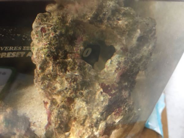 このライブロックを死んでるか判断できますか？ - 写真で見た感じでは