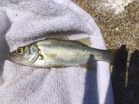 至急 魚種判定願います キス釣りの際に釣れたのですが これはシーバス Yahoo 知恵袋