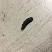 黒い蛹 幼虫 会社の置いていた鞄の中に１ ５ｃｍほどのさなぎ ようちゅうが居て Yahoo 知恵袋