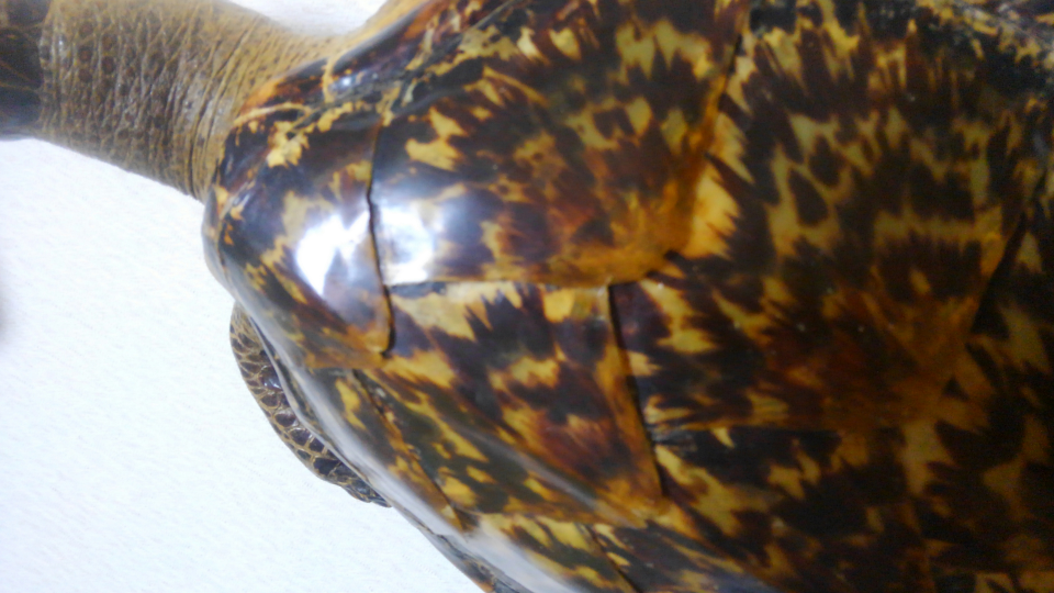 べっ甲製品について。べっ甲は亀の甲羅から出来ていると聞いたのですが