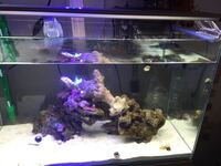 サンゴ ソフト の水合わせについて質問ですが 水合わせは必要です Yahoo 知恵袋