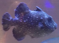 モンガラカワハギを見たら 逃げたほうがいいのでしょうか 産卵期などには人を襲う Yahoo 知恵袋