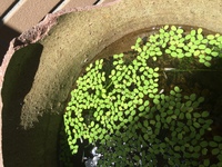 金魚とメダカの水槽について質問です ホーマックで金魚8匹とめだか10匹を Yahoo 知恵袋