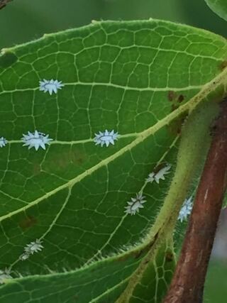 樹木の害虫に詳しい方教えてください 写真は庭に植えてあるヒメシャラの Yahoo 知恵袋
