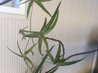 観葉植物のボトルツリーを育てています 1年前くらいに10cmくらいだった Yahoo 知恵袋