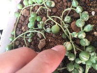 八重咲インパチェンスフィエスタローズを春から育て始めた初心者です 3 Yahoo 知恵袋