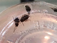 最近ゴキブリ らしき虫を家の中で見かけます 山のふもとのワンルームに住んでいるの 教えて 住まいの先生 Yahoo 不動産