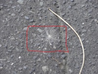 この時期北海道でとんでいる綿毛のようなものってなんですか タン Yahoo 知恵袋