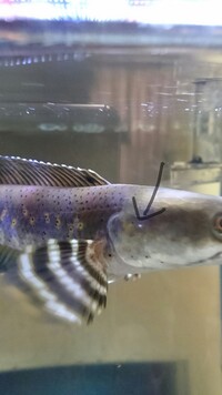 我が家の水槽に水ミミズが発生してしまうのですが どうすれば居なくなる Yahoo 知恵袋