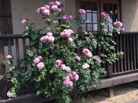 四季咲の薔薇シャンテロゼミサトの夏剪定について教えて下さい 今3番花が咲いてい Yahoo 知恵袋