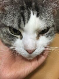 こんにちは 私は Honeyworksが大好きです そ Yahoo 知恵袋