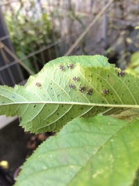 桜の葉につく害虫とその駆除方法について質問します 桜を家で育 Yahoo 知恵袋