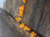 コケ カビ この鮮やかなオレンジ色のモノはなんでしょう 庭の古いウッドベン Yahoo 知恵袋