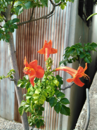 これはノウゼンカズラでしょうか 花の形からヒメノウセンカズラでしょうか Yahoo 知恵袋