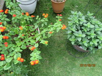 ランタナの花が咲かない 今年ランタナの小苗を２種類購入して９号鉢と１ Yahoo 知恵袋