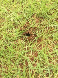 今朝 突然庭の芝生 姫高麗芝 に穴が10箇所ほどできていました 穴の直径は約1 Yahoo 知恵袋