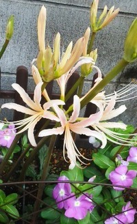 なすプランター花かなり薄い色プランター 土は25ｌ程度 のナスの花が かな Yahoo 知恵袋