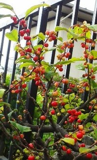 小さな赤い実を付けるこの庭木の名前をおしえてください。 