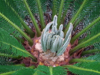 ソテツは古い葉を切り落とさないと新しい葉は出てこないのですか Yahoo 知恵袋