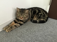 迷い猫です この猫ってアメリカンショートヘアでしょうか もちろん血統書あっての Yahoo 知恵袋