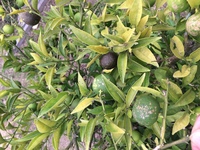 酢橘 すだち の木を10年前に植えたのですが まだ1度も花も咲きません どうし Yahoo 知恵袋